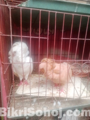 রানিং জেকোবিন কবুতর